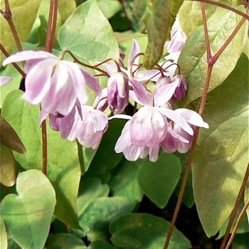 Epimedium youngianum 'Roseum' - Barrenwort