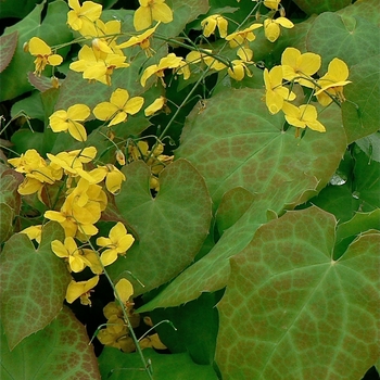 Epimedium perralchicum 'Frohnleiten' - Frohnleiten Bishops hat