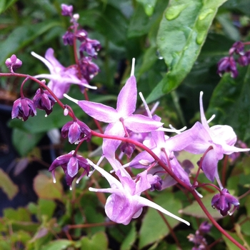 Epimedium grandiflorum 'Lilafee' - Barrenwort