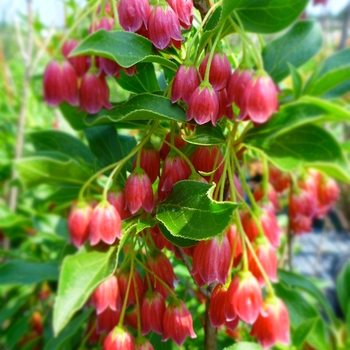 Enkianthus campanulatus 'Showy Lantern' - Showy Lantern Enkianthus