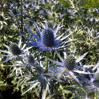 Eryngium zabellii 'Big Blue' - Sea Holly