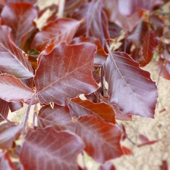 Fagus sylvatica 'Riversii' - River's Beech