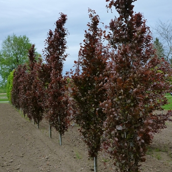 Fagus sylvatica 'Dawyck Purple' - Dawyk Purple Beech