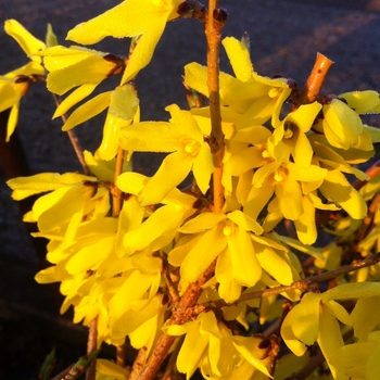 Forsythia ovata 'Northern Gold' - Northern Gold Forsythia