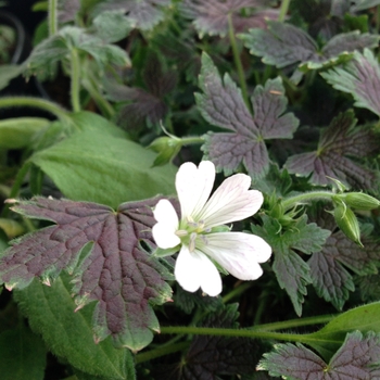 Geranium x oxonianum - 'Katherine Adele' Cranesbill