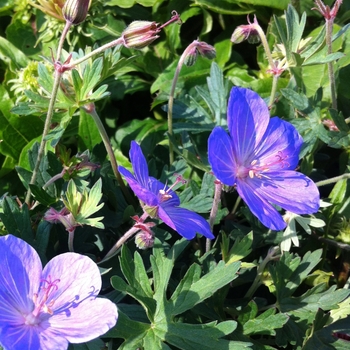 Geranium 'Johnson's Blue' - Johnsons Blue Cranesbill