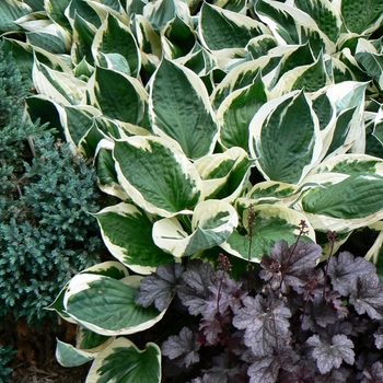 Hosta - 'Minuteman' Hosta