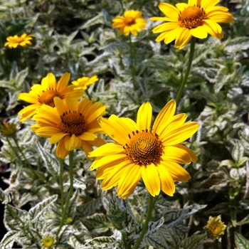 Heliopsis 'Loraine Sunshine' - False Sunflower