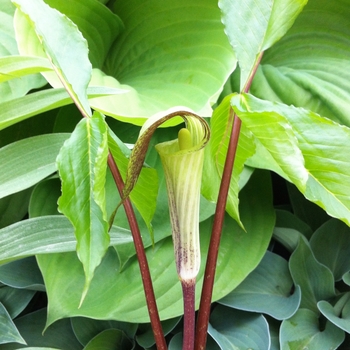 Arisaema triphyllum - Jack in the Pulpit