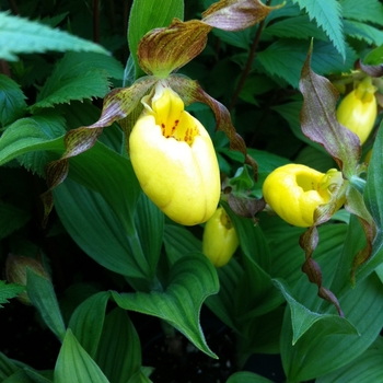 Cypripedium parviflorum - Yellow Lady's Slipper