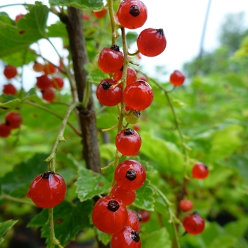Currant 'Red Lake' - Red Lake Currant
