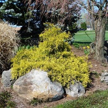 Chamaecyparis pisifera 'Mops' - Golden Mop Threadleaf Falsecypress