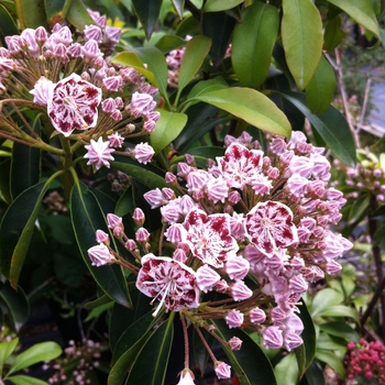 Kalmia latifolia 'Carousel' - Carousel Mountain Laurel