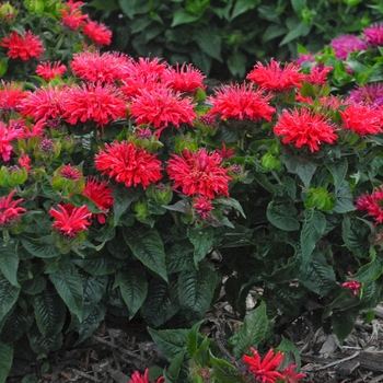 Monarda hybrid 'Pardon My Cerise' - Bee Balm