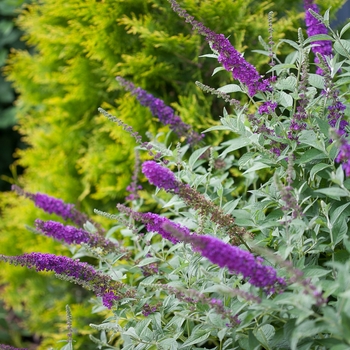 Buddleia davidii - 'Miss Violet'