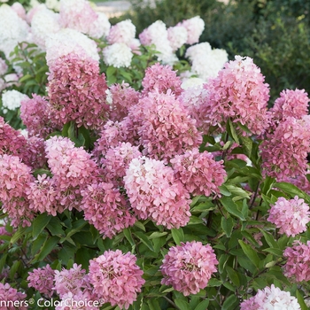 Hydrangea paniculata - Zinfin Doll®