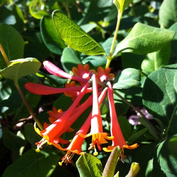 Lonicera x brownii 'Dropmore Scarlet' - Scarlet Trumpet Honeysuckle