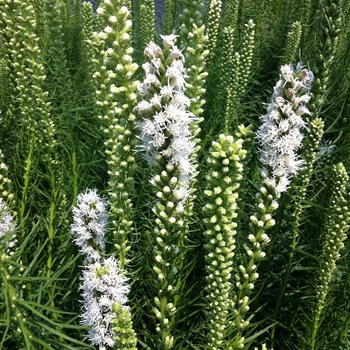 Liatris spicata 'Floristan White' - Blazing Star