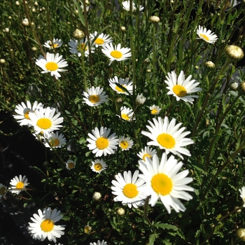 Leucanthemum vulgare - Oxeye Daisy