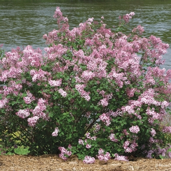 Syringa x - Bloomerang® 'Pink Perfume'