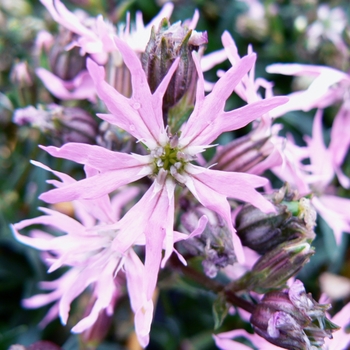 Lychnis flos-cuculi 'Nana' - Flower of Jove