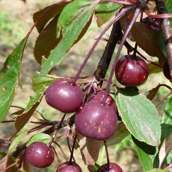 Malus 'Royal Beauty' - Royal Beauty Crabapple