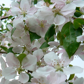 Malus hybrid 'Red Jade' - 'Red Jade ' Weeping Crabapple