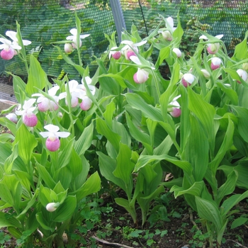 Cypripedium reginae - Showy Lady's Slipper