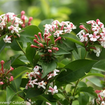 Abelia mosanensis 'SMNAMDS' PP27370 CPBR5937 - Color Choice® Sweet Emotion®