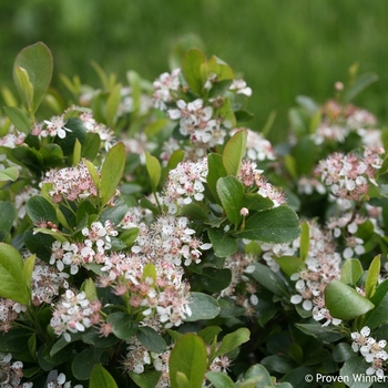 Aronia melanocarpa 'UCONNAM165' PP28789 CBRAF - Low Scape Mound®