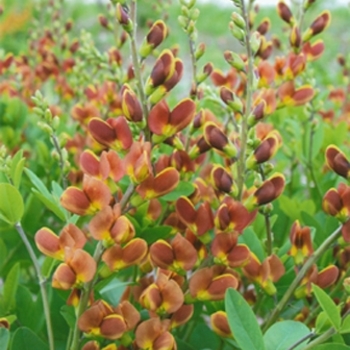 Baptisia hybrid 'Decadence® Cherries Jubilee' - Decadence® False Indigo