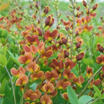 Baptisia hybrid 'Decadence® Cherries Jubilee' - Decadence® False Indigo