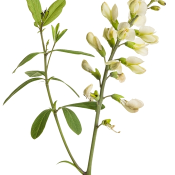 Baptisia hybrid - Decadence® 'Vanilla Cream'