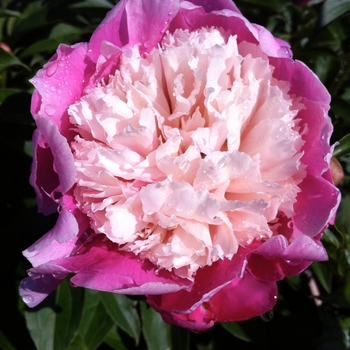 Paeonia lactiflora - 'Cora Stubbs' Peony