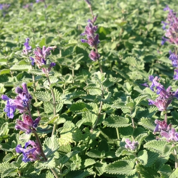 Nepeta 'Early Bird' - Catmint