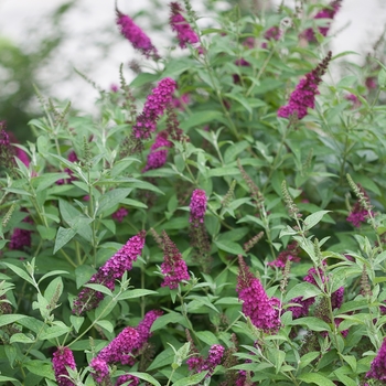 Buddleia davidii - 'Miss Molly'