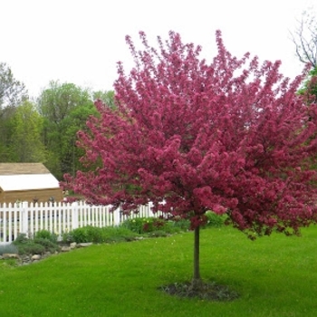 Malus hybrid - 'Red Splendor '