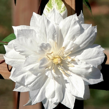 Clematis sp. - 'Duchess of Edinburgh' 