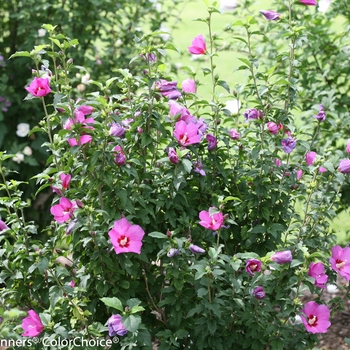 HIbiscus syriacus 'SHIMRV24' USPP 26,374, Can PBRAF (Rose of Sharon) - Lil' Kim® Violet Rose of Sharon