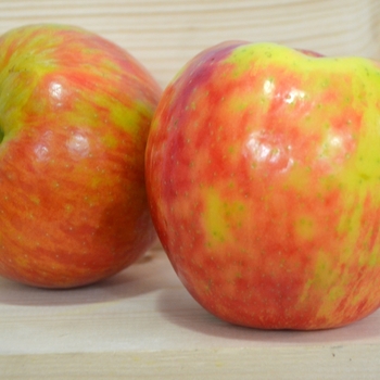 Apple 'Honeycrisp' - Honeycrisp Apple