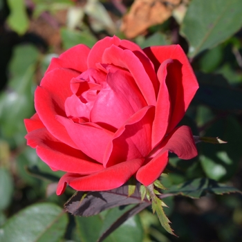 Rosa 'Radtko' - Double Red Knock Out® 
