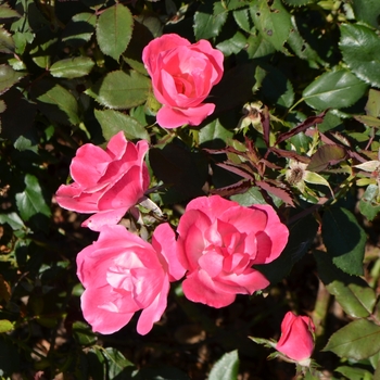 Rose - Pink Knock Out® 