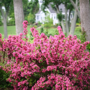 Weigela florida 'Bokrasopin' PP 24,572, Can 4,597 (Reblooming Weigela) - Sonic Bloom® Pink