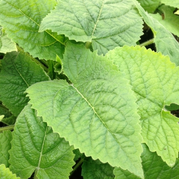 Salvia koyamae - Japanese Yellow Sage