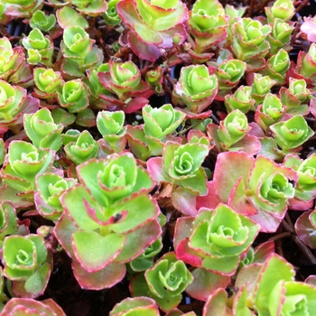 Sedum spurium - 'Dragon's Blood'