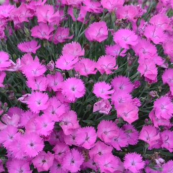 Dianthus hybrid - 'Paint the Town Fuchsia' 