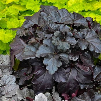 Heuchera hybrid - Primo® 'Black Pearl'