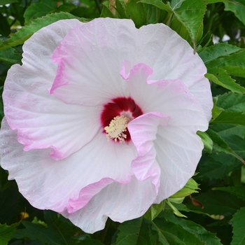 Hibiscus hybrid - Summerific® 'Ballet Slippers'