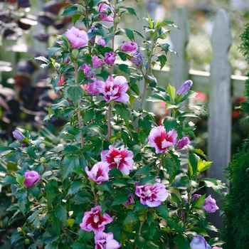 Hibiscus syriacus - Purple Pillar®