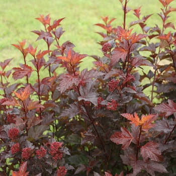 Physocarpus o. 'SMNPOBLR' PP28695, CBR 5939 - Ginger Wine® Ninebark